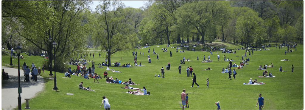 landscape photo of Prospect Park's long meadow